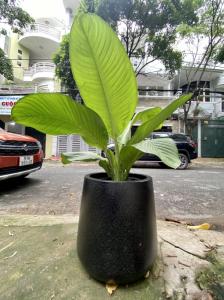 Chậu Đá Mài Bầuchau bau den